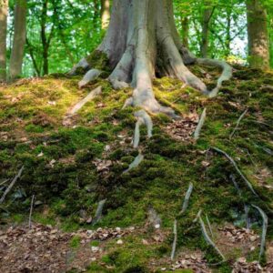 Large tree with roots for grounding and calm