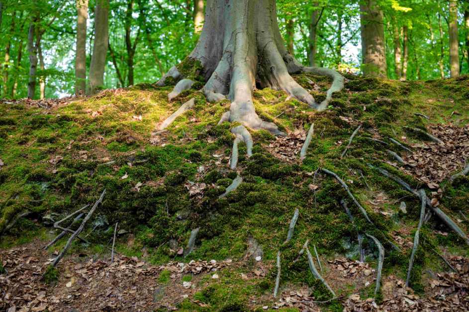 Large tree with roots for grounding and calm